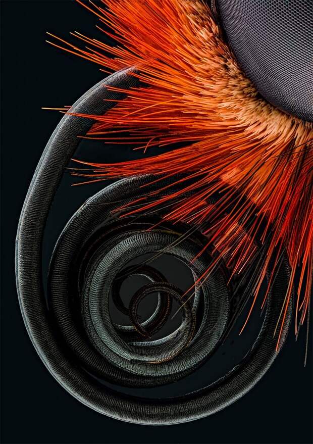 Победители конкурса микрофотогарфии Small World Photomicrography 2016