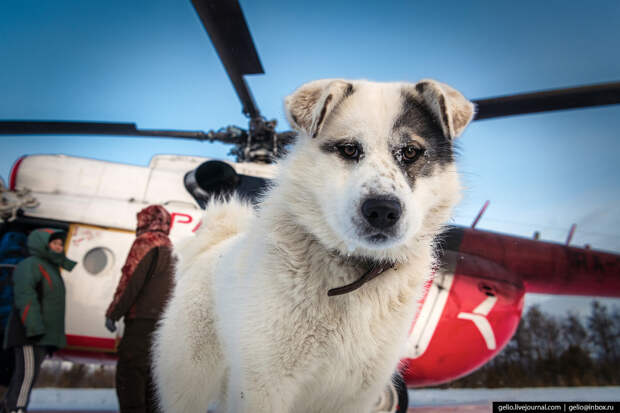 собака у вертолёта Ми-8, Красавиа