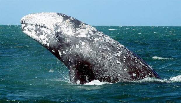 Серый кит (Eschrichtius robustus), фото фотография картинка