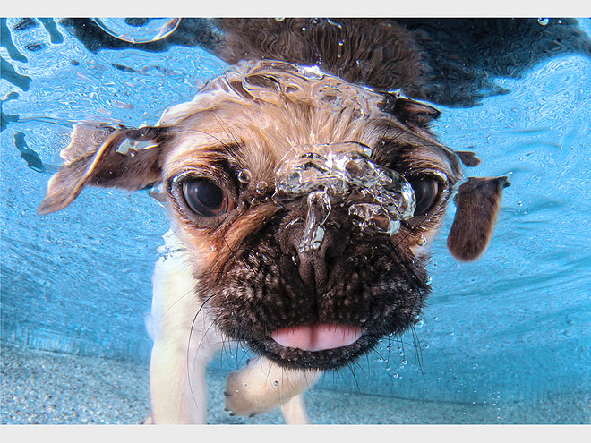 Underwater Puppies