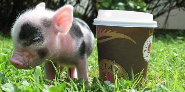 Свинка и кофе
