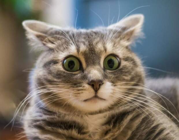 Картинки по запросу удивленный кот | Кот, Животные, Мемы
