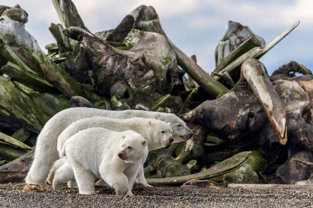 3 медведя на Аляске после обеда