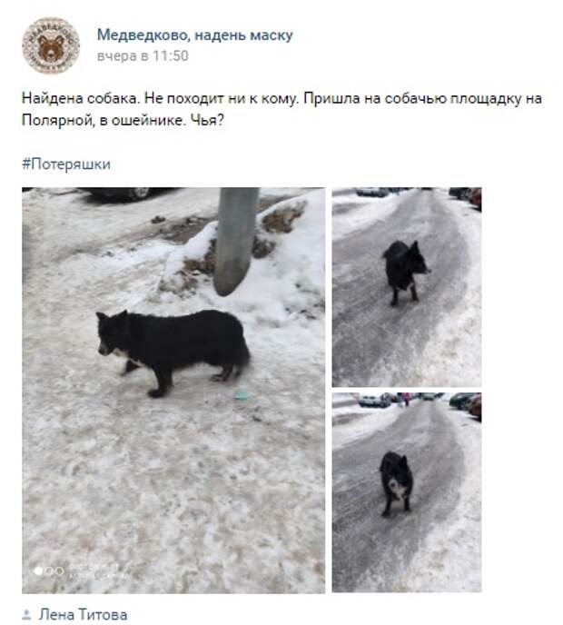 На Полярной ищут хозяина сбежавшей собаки