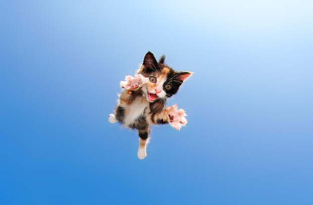 Котята в прыжке