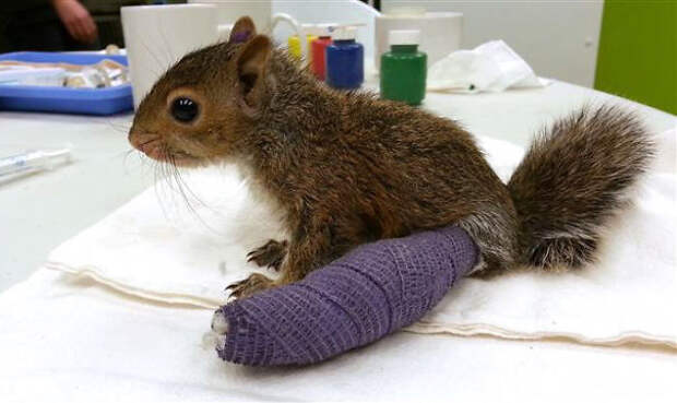 animals-in-tiny-casts-31-580093f110c6e__605