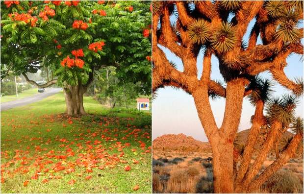 Природа умеет удивлять: самые необычные деревья