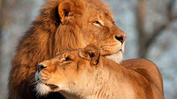 Лев и львица выглядят по-разному