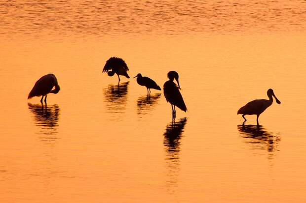 Animals and sunset