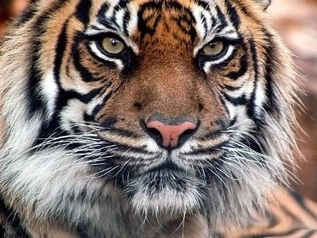 Картинки по запросу Индии шкуры тигров