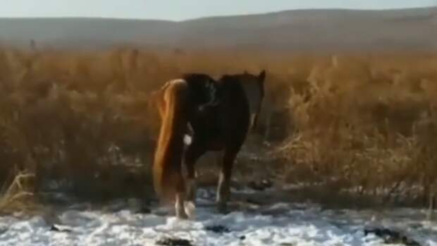 «Троих загрыз полностью»: тигр в Приморье напал на табун лошадей