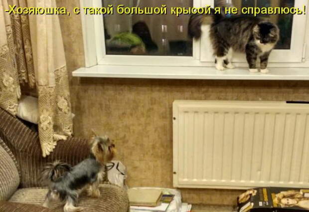 Лучшие котоматрицы недели Лучшие котоматрицы недели