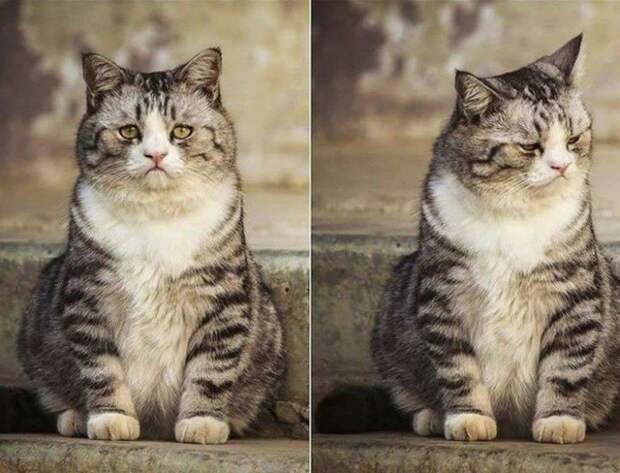 Прикольные животные, которые поднимут вам настроение