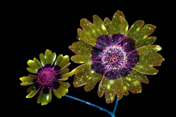 Крейг фотографирует цветы с использованием техники под названием UVIVF.