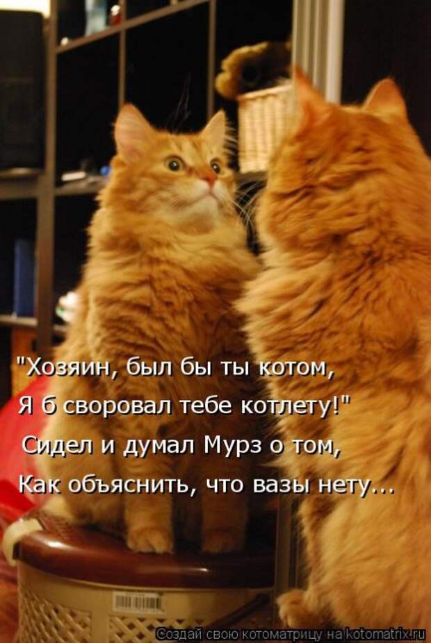 Свежая котоматрица на Бугаге (37 фото)