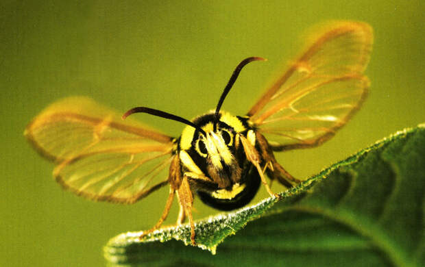 Супермаскировка. (Aegeria apiformis) бабочка, животные, моль, прикол, факты