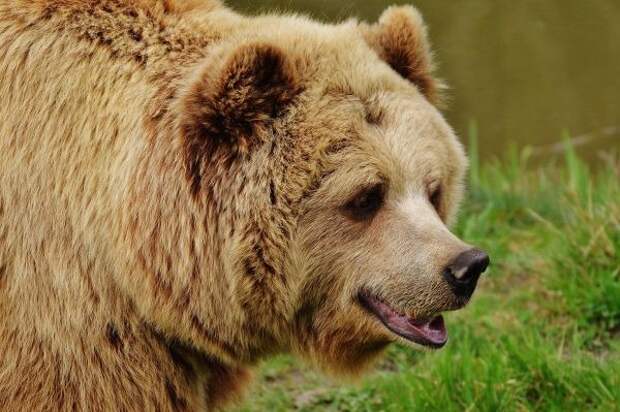На Кубани заметили медведя – гиганта: главная задача специалистов – отследить его