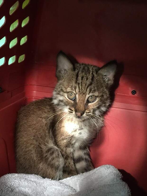 Беспризорный «котенок», спасенный на шоссе, оказался с сюрпризом