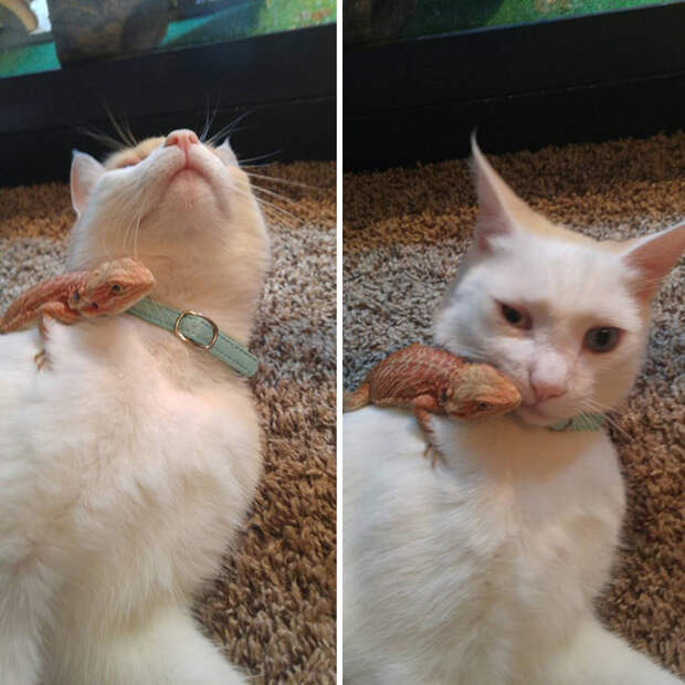 Котики и ящерицы, которые смогли стать друзьями