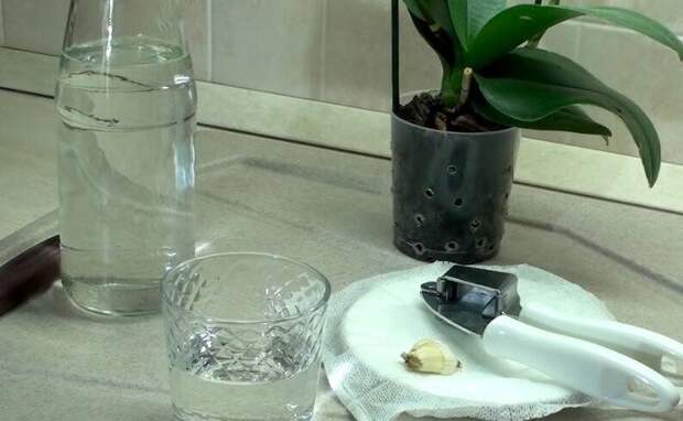 Зачем класть зубчики чеснока в горшки с комнатными растениями