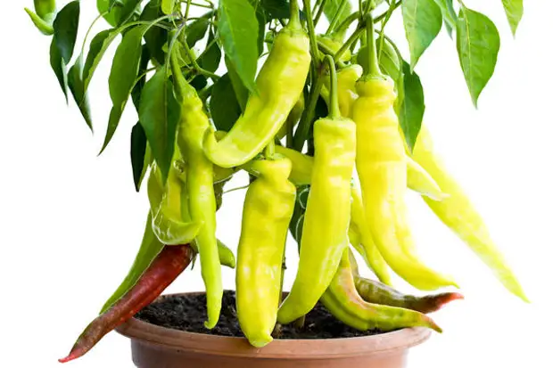 ����� ����� ����� ��� ����������� �� ����������� - ���� �������������