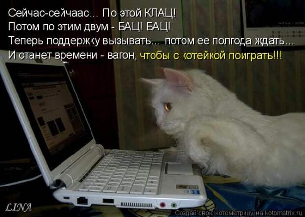 Лучшие котоматрицы недели (50 фото)