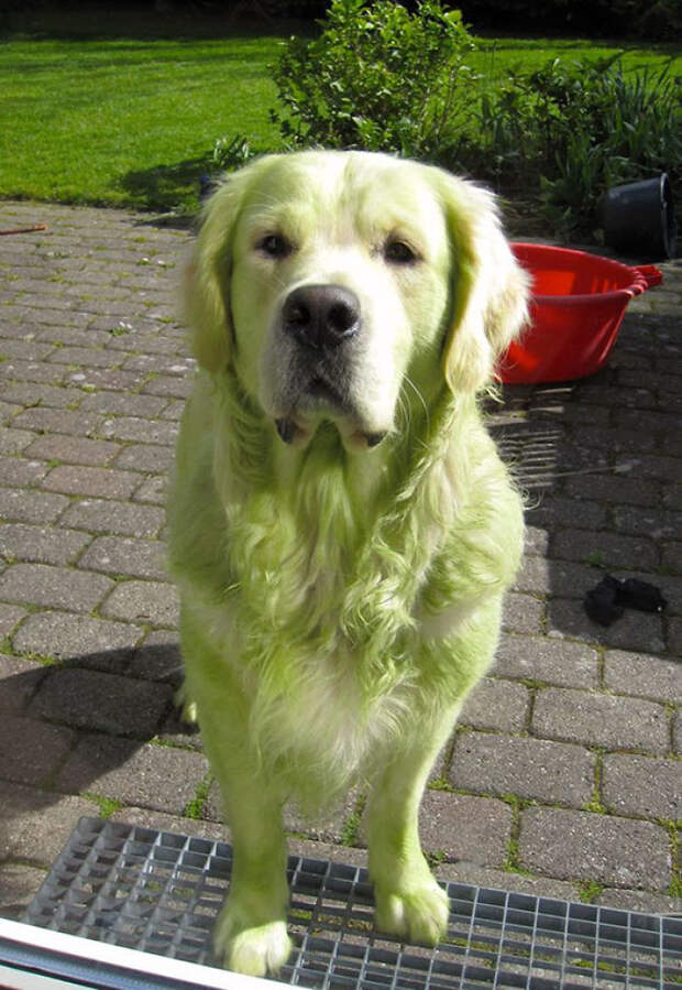 My Golden Retriever Decided To Roll On The Freshly Mowed Lawn. Hulk Dog!