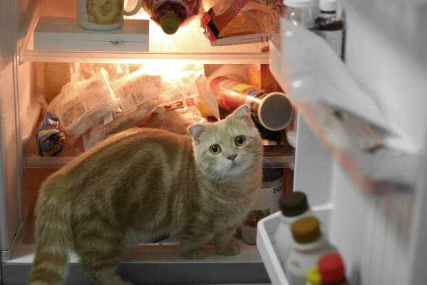 catfridge17 Коты в холодильниках