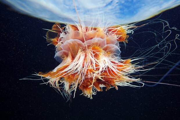 Необычные подводные фото - медузы на фоне неба - №3