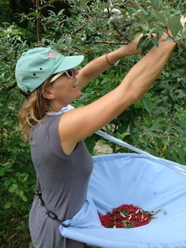 Berry- (and whatever else!-) picking apron to make for the serious, two-handed forager or harvester.: 