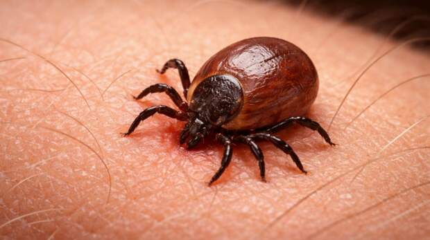 В Новгородской области суд взыскал с больницы компенсацию морального вреда за укус клеща