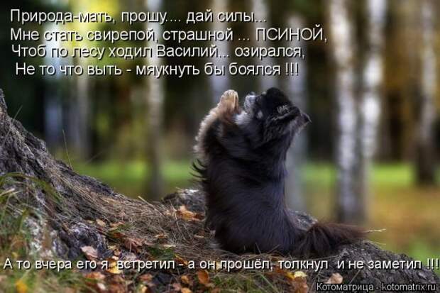 Лучшие котоматрицы недели (50 фото)