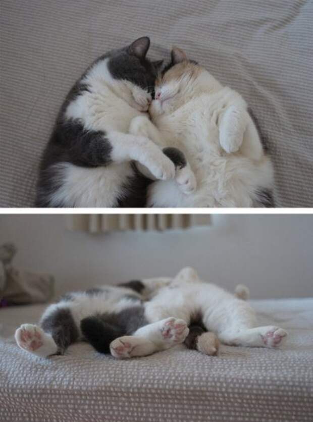 Кошачьи обнимашки