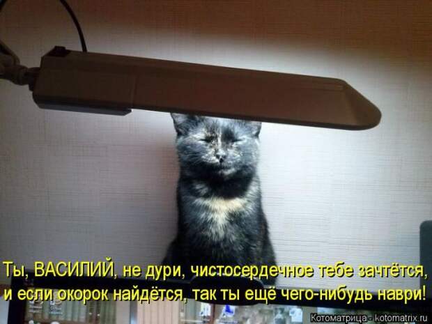 Лучшие котоматрицы недели (50 фото)