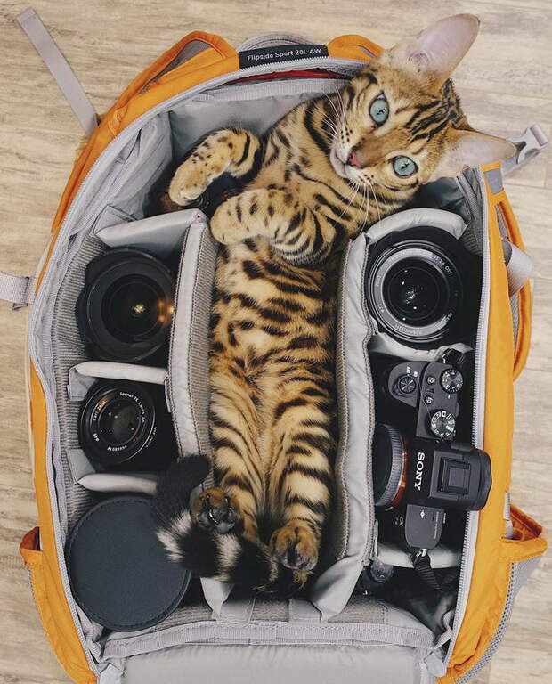 Кошка, которая путешествует больше каждого из нас Кошка, которая путешествует больше каждого из нас