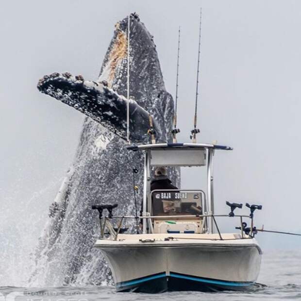 Огромный кит чуть не раздавил рыбацкую лодку