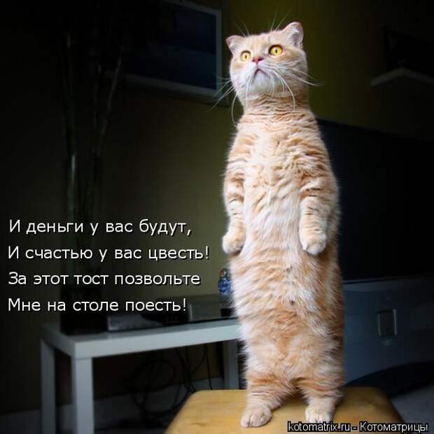 Лучшие котоматрицы недели (50 фото)