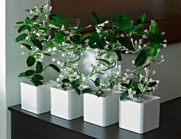 Комнатное растение Жасмин (Jasminum)