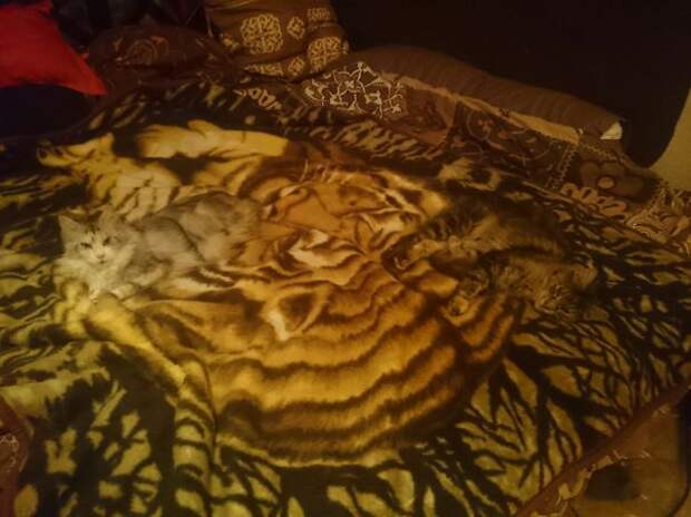 find-hidden-cat-camouflage-hide-and-seek-catouflage-121-5836a280ea4db__605