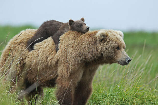 Маленький медвежонок от усталости забрался на спину мамы.