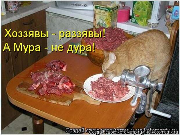 Лучшие котоматрицы недели (50 фото)