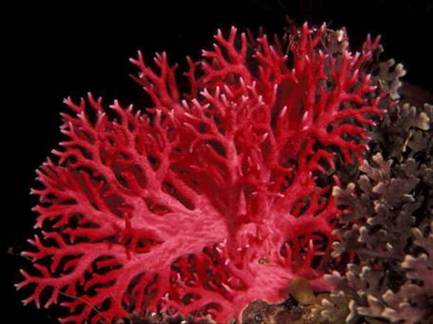 Картинки по запросу Кораллы в натуральном виде