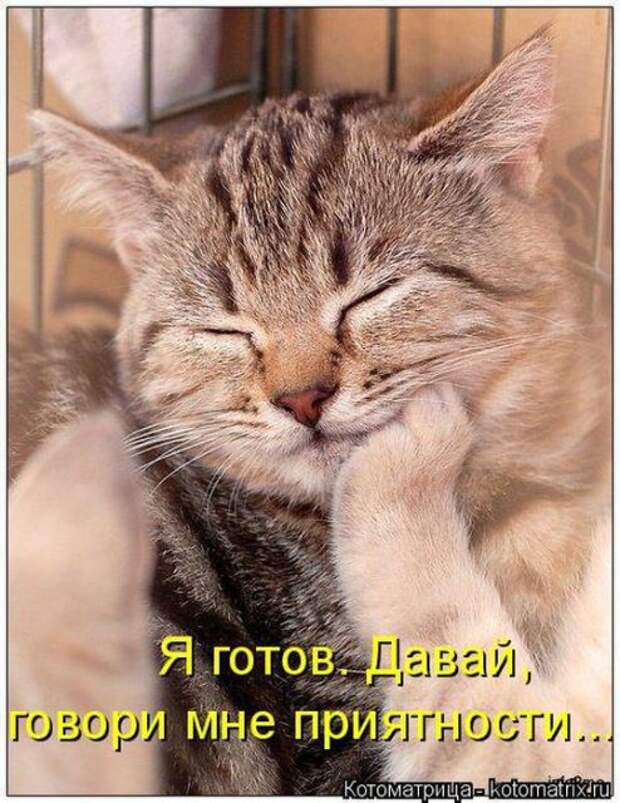 Лучшие котоматрицы недели (50 фото)