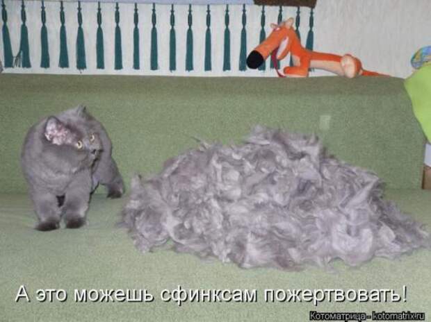 Котоматрицы (картинки с подписями)