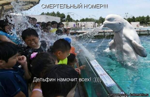 Лучшие котоматрицы недели (50 фото)