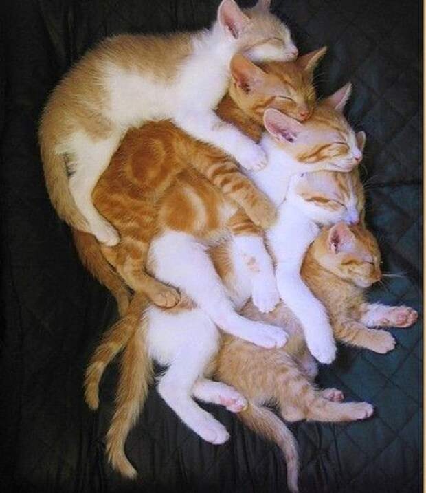 Кошачьи обнимашки