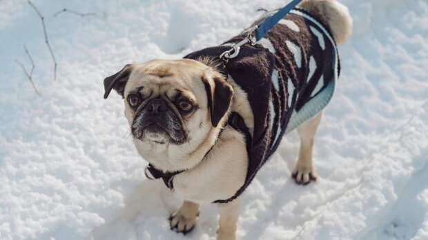 Кинолог: Собаки в мороз могут инсценировать дрожь, чтобы хозяин взял их на руки