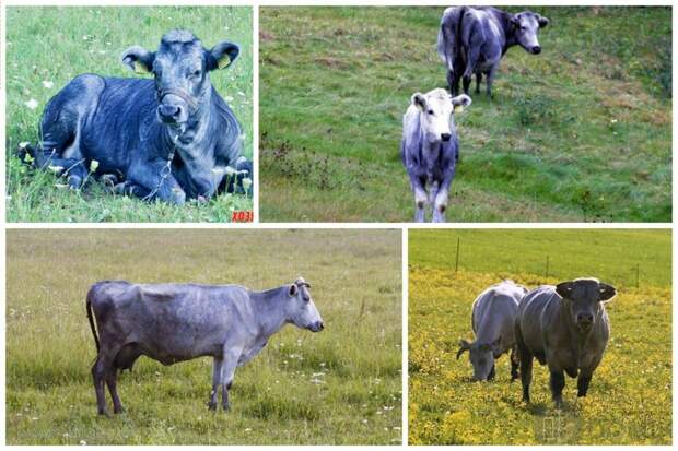 Синяя корова — называется синей из-за окраски шкуры. Первые упоминания зарегистрированы в 1900 годах в Российской империи. У коров светло-голубой породы хорошая жизнеспособность в неблагоприятных условиях буренки, животные, интересное, коровы, красота, породы
