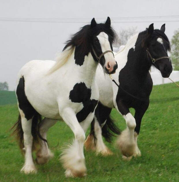 Цыганская упряжная лошадь — Тинкер