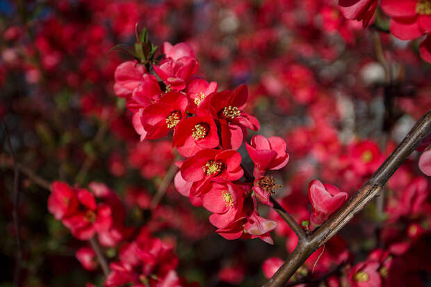 Прекрасное цветение японской айвы в Крыму